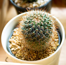mikronakłuwanie - jak ukłucia kaktusem